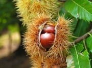 chestnuts1