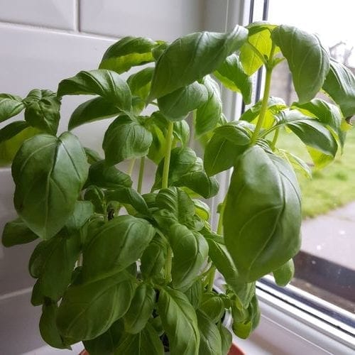Plant de basilic frais en pot posé sur un rebord de fenêtre, prêt à être utilisé pour un pesto maison