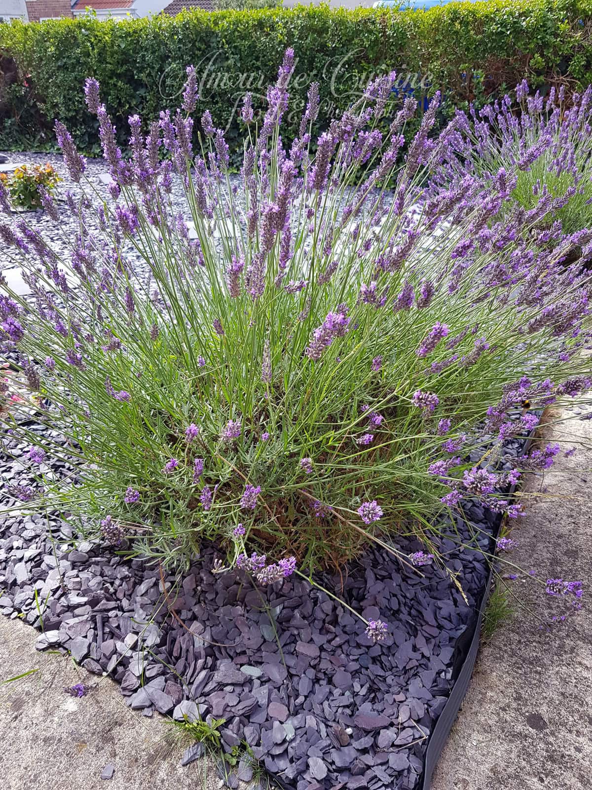 lavande du jardin